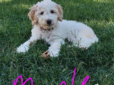 AKC Moyen Poodle puppies