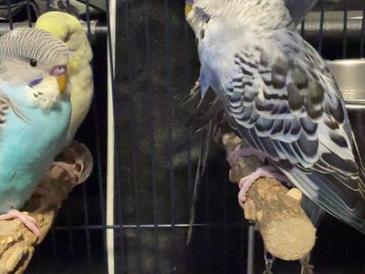 3 juvenile budgies-