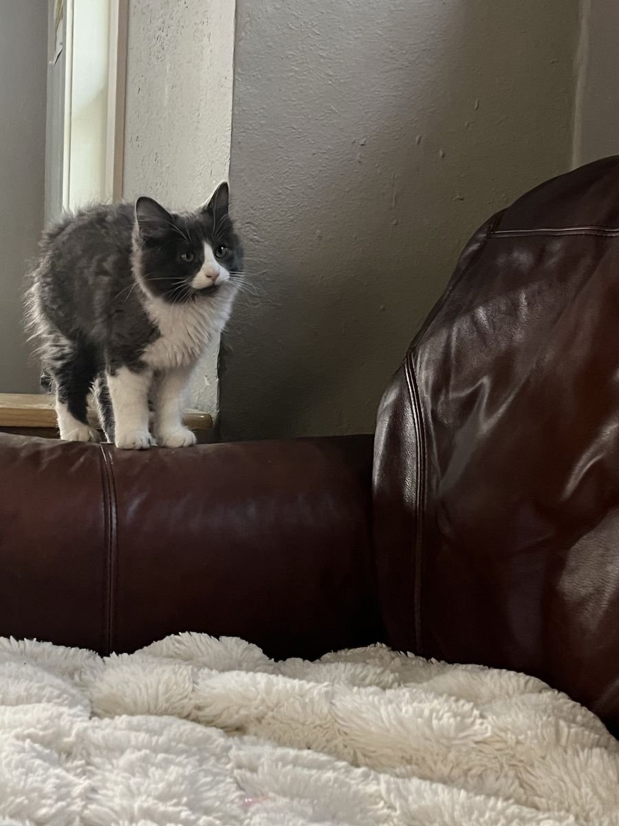 Hypoallergenic Russian Blue siberian Mix Kittens!!