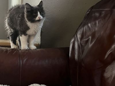 Hypoallergenic Russian Blue siberian Mix Kittens!!