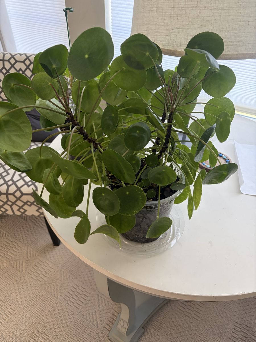 Chinese Money Plants (Pilea peperomioides)
