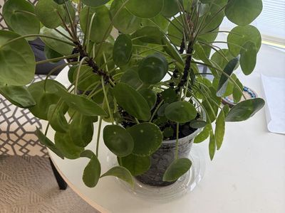 Chinese Money Plants (Pilea peperomioides)