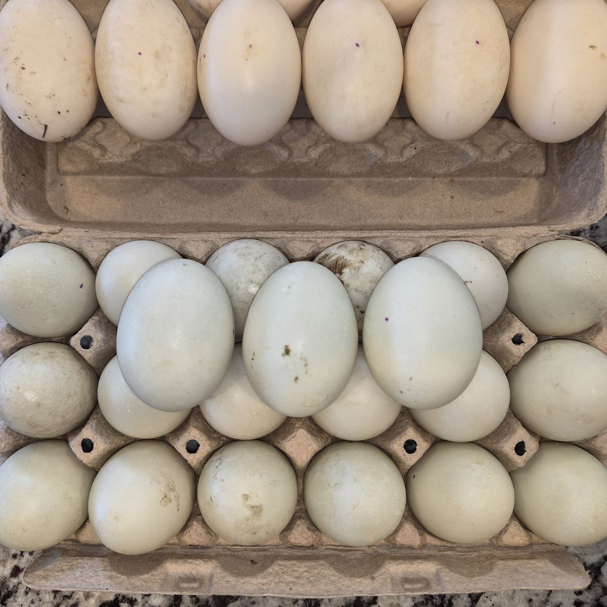 Fresh, unwashed duck eggs