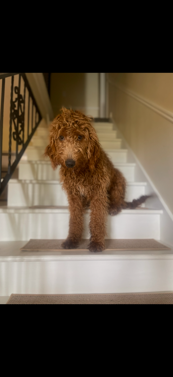 Adorable Female F1 2 Year Old Goldendoodle.