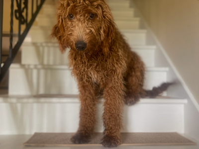 Adorable Female F1 2 Year Old Goldendoodle.