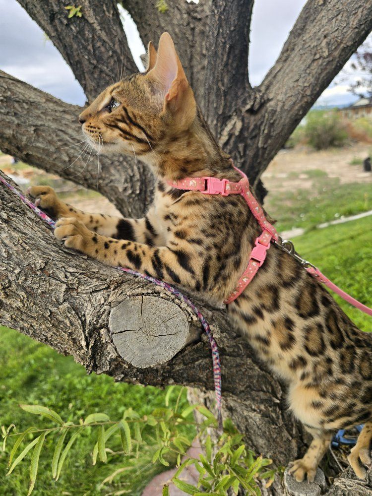 Beautiful Female TICA Registered Kitten.