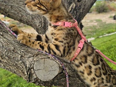 Beautiful Female TICA Registered Kitten.