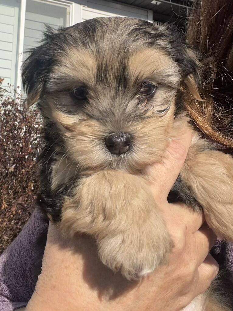 Morkie puppies