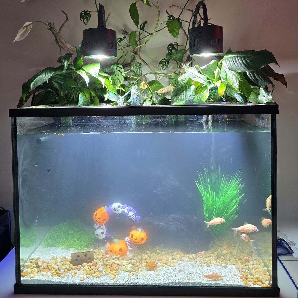 40 Gallon Tank and Stand