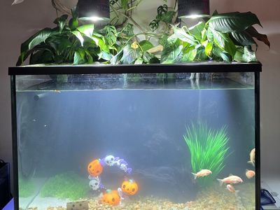 40 Gallon Tank and Stand