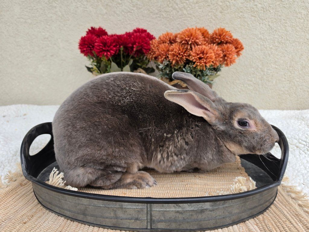 Opal Rex Doe (Wilhelmina)