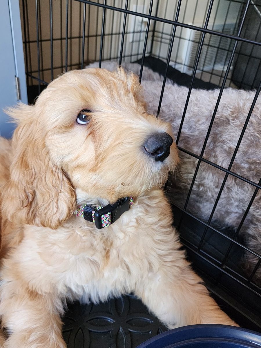 4 Double Doodle Puppies