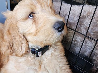 4 Double Doodle Puppies