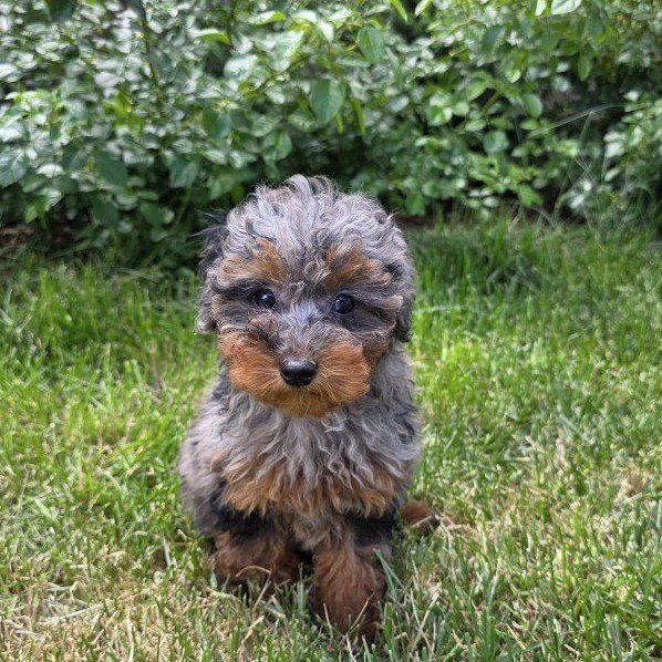 AKC Female Rare Toy Poodle Phantom Blue Merle
