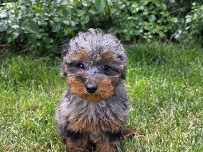 AKC Female Rare Toy Poodle Phantom Blue Merle