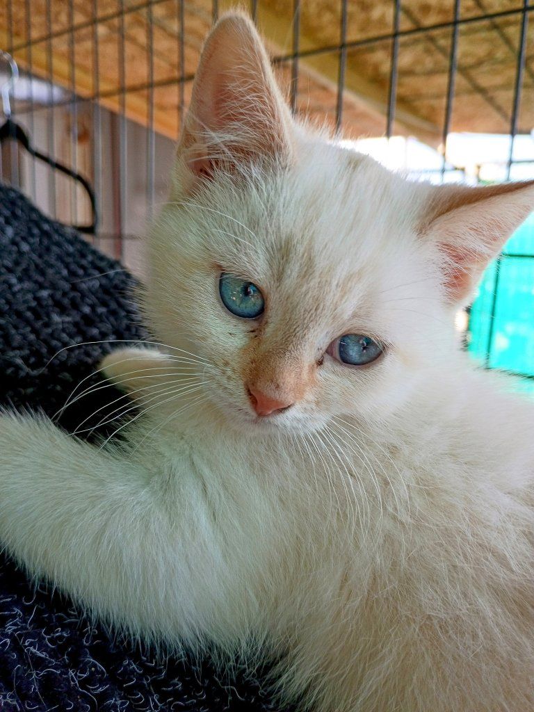 Kittens – Flame-Points & Tabby's - Fixed & Vaxed - Exceptionally Social, Ready 6/15/26