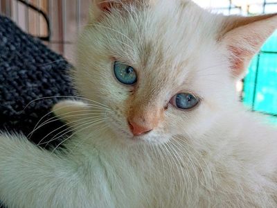 Kittens – Flame-Points & Tabby's - Fixed & Vaxed - Exceptionally Social, Ready 6/15/26