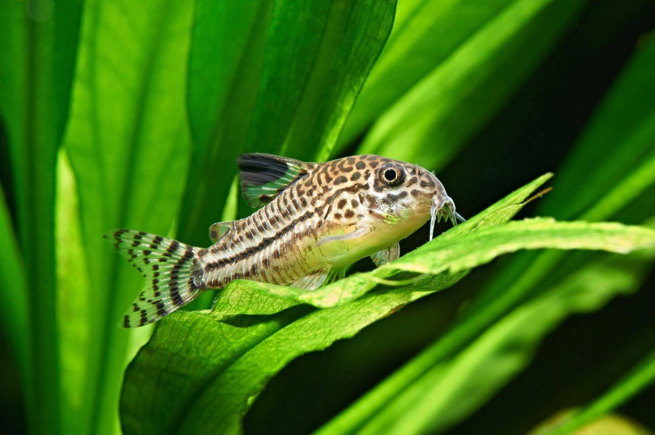 False Julii Corydoras (Corydoras trilineatus) - Peaceful Freshwater Bottom-Dweller Fish