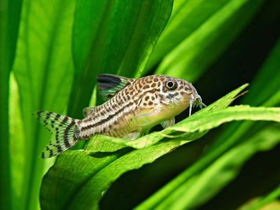False Julii Corydoras (Corydoras trilineatus) - Peaceful Freshwater Bottom-Dweller Fish