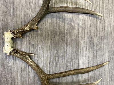 Dark, Drop Beam Mule Deer! 7x6 Matching Kicker Buck!