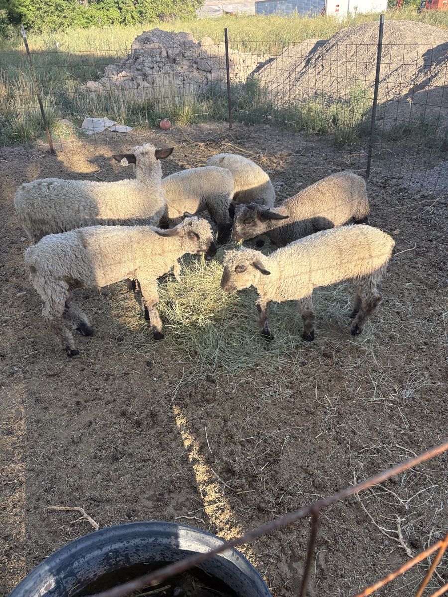 Bottle lambs 