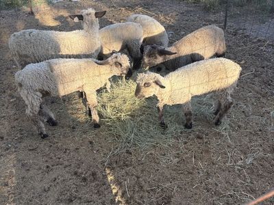 Bottle lambs