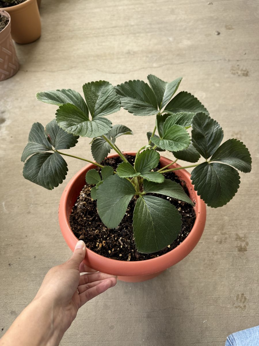 Strawberry Plants