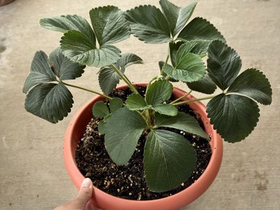 Strawberry Plants