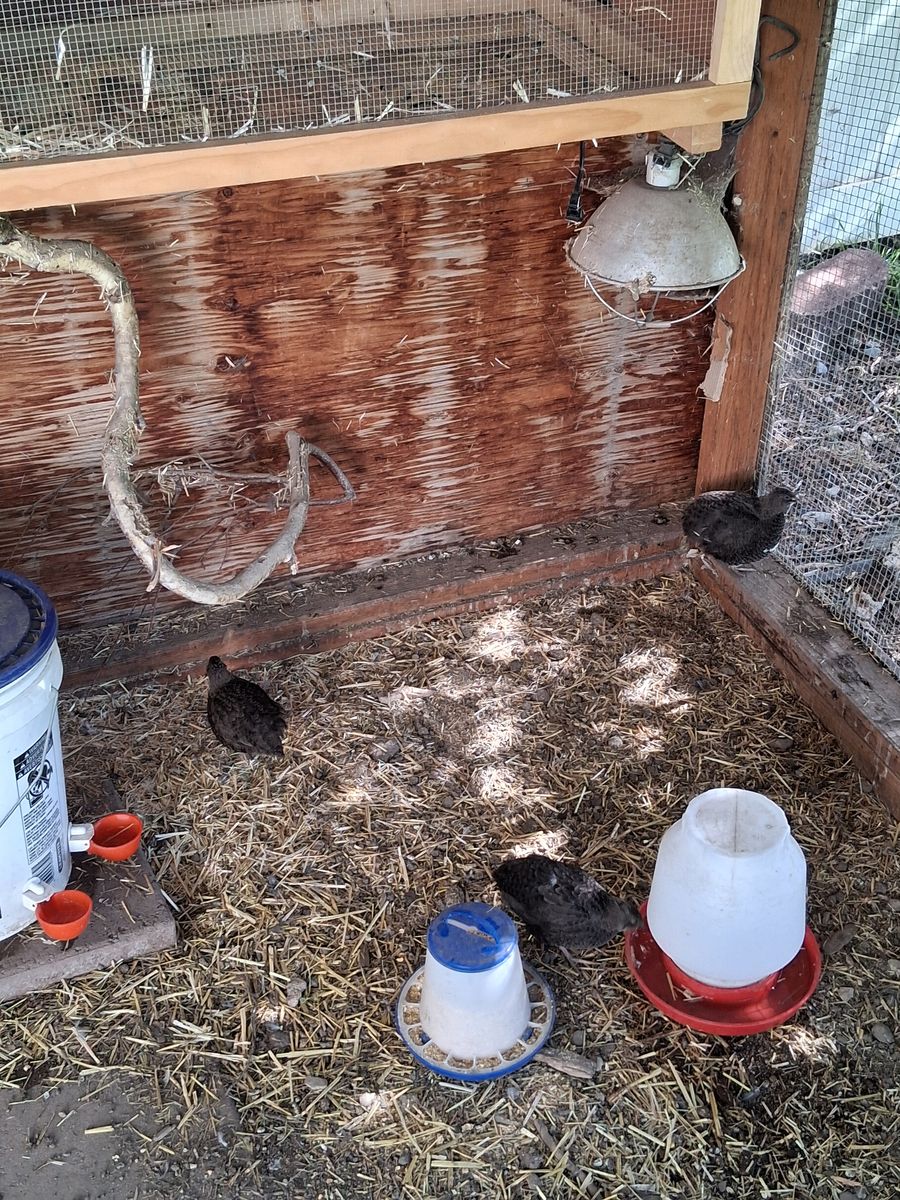 Coturnix quail chick's 