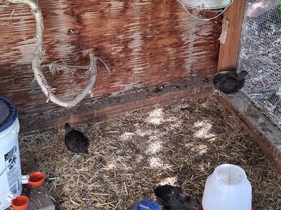 Coturnix quail chick's