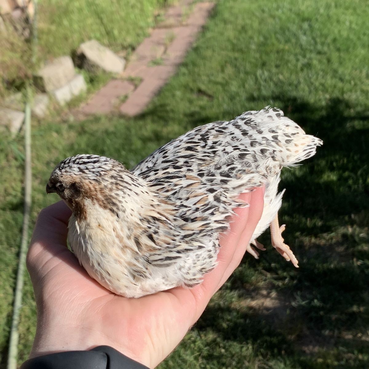 Cute Calico Coturnix Quail Pair