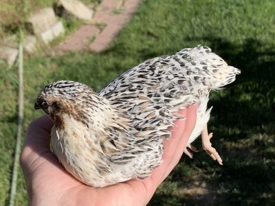 Cute Calico Coturnix Quail Pair