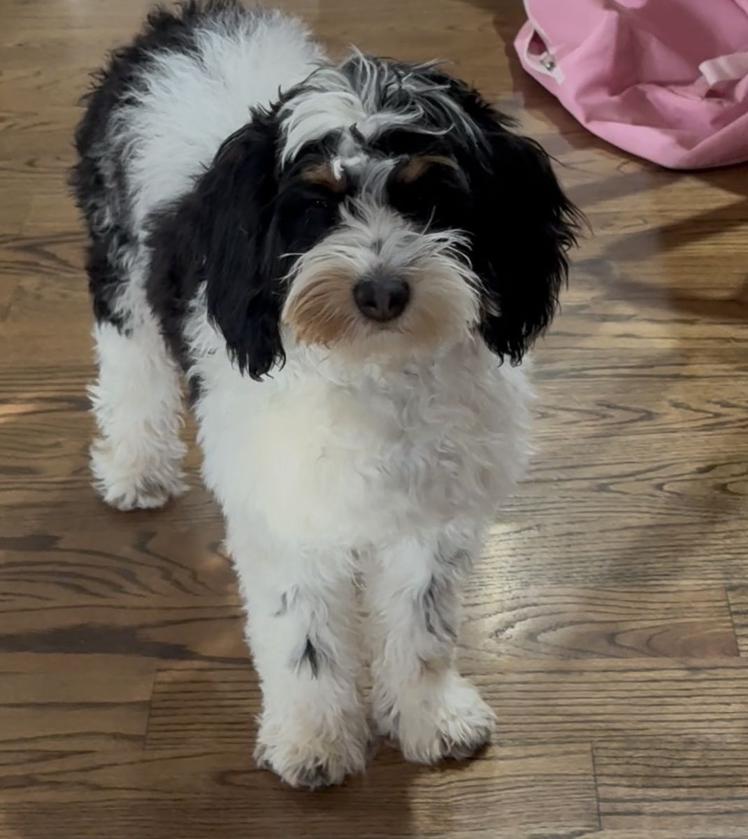 Cavapoo Female 1 year old