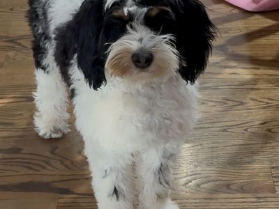 Cavapoo Female 1 year old