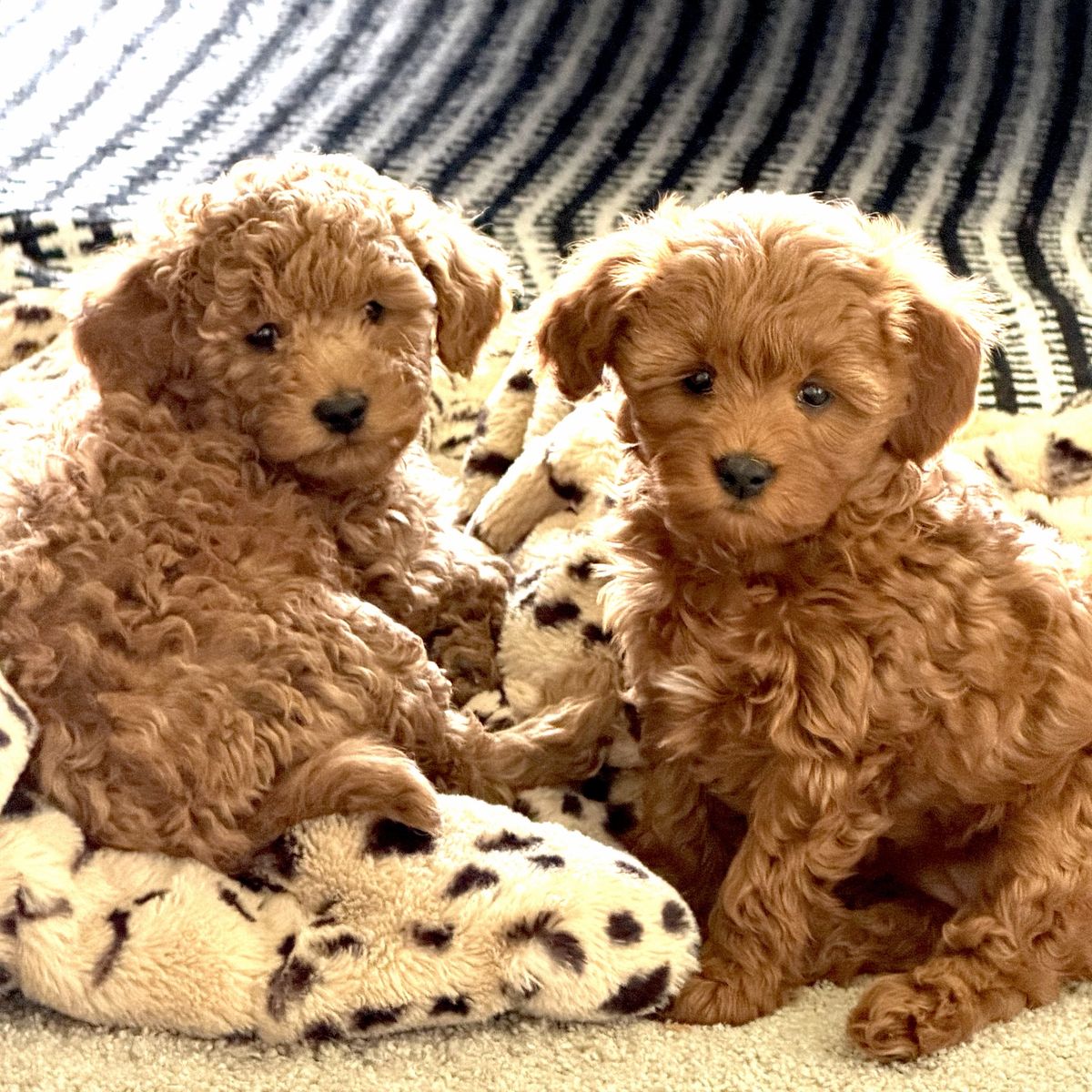Mini Goldendoodle Puppies- 2 Females
