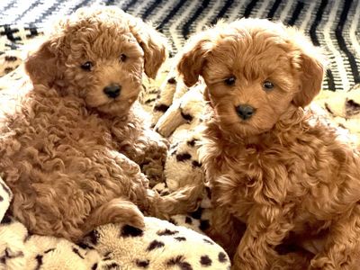 Mini Goldendoodle Puppies- 2 Females