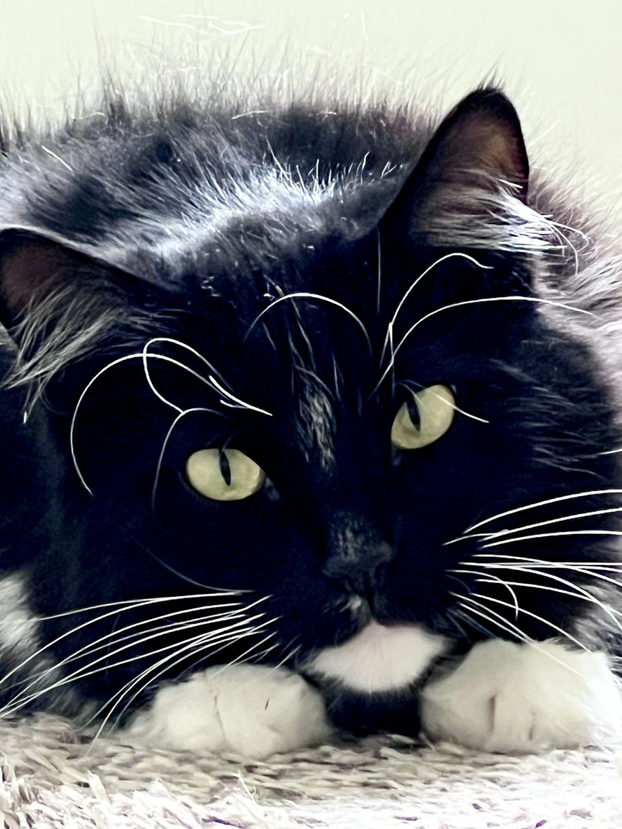 Tuxedo Tom Cat