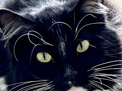 Tuxedo Tom Cat