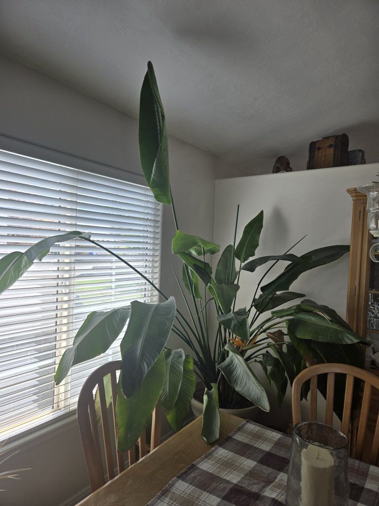 Large Bird of Paradise Plant, Mature Strelitzia, Potted Live Plant, Indoor/Outdoor Decor