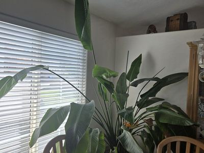 Large Bird of Paradise Plant, Mature Strelitzia, Potted Live Plant, Indoor/Outdoor Decor