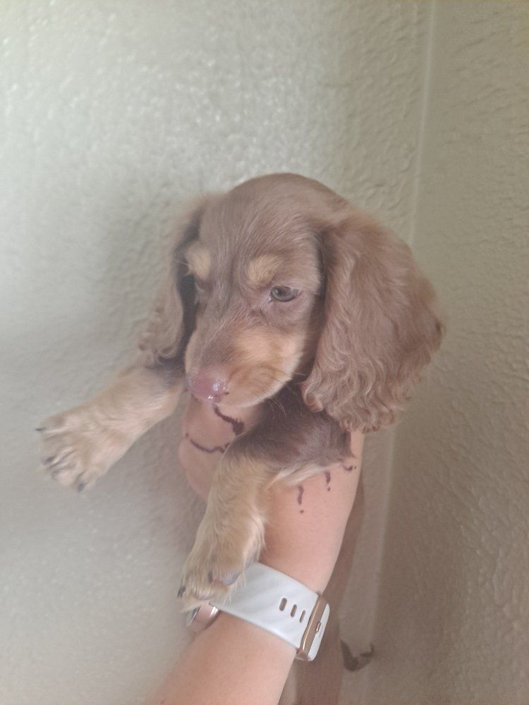 Adorable Longhaired Dachshund Puppy - Chocolate & Tan Dappled Male