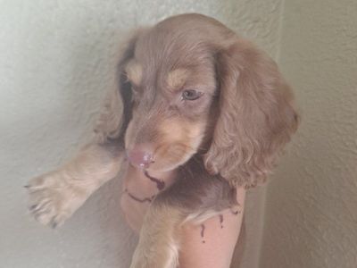 Adorable Longhaired Dachshund Puppy - Chocolate & Tan Dappled Male