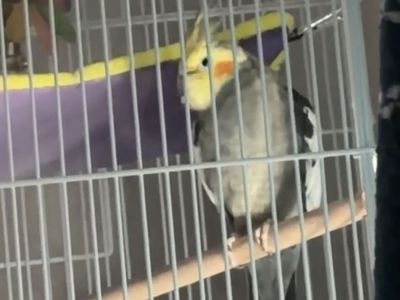 Cockatiel