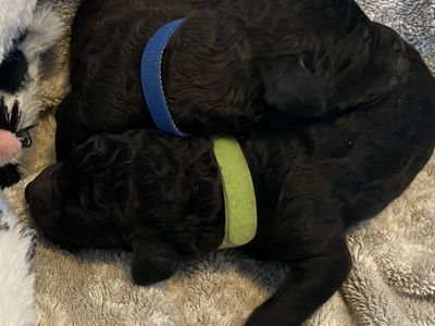 AKC Standard Poodle Puppies