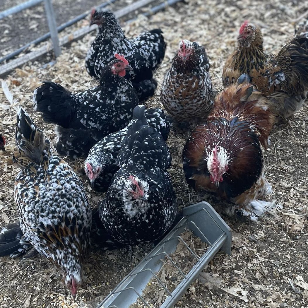 Bantam Cochins 1-3 Years Hens And Roos