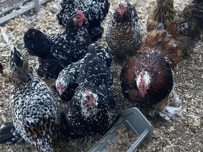 Bantam Cochins 1-3 Years Hens And Roos