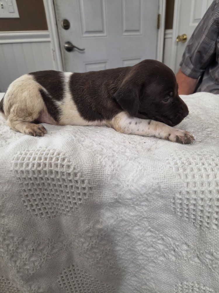 AKC registered German Shorthair Pointer pups