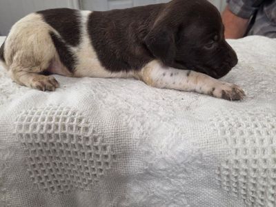 AKC registered German Shorthair Pointer pups