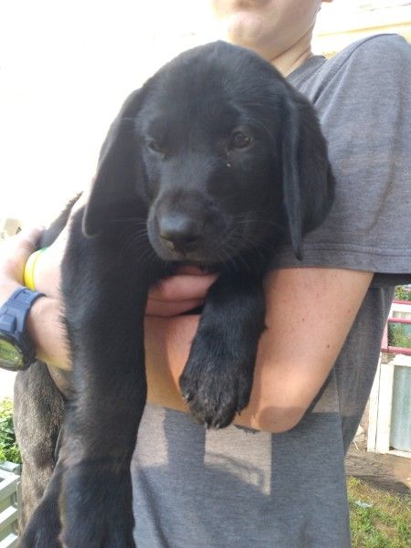 Lab puppies for sale