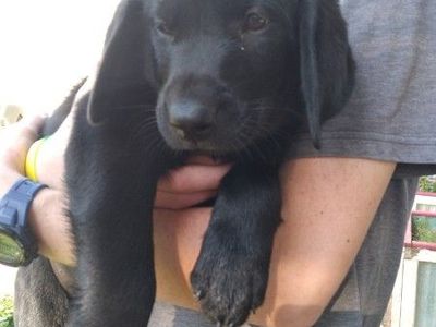 Lab puppies for sale